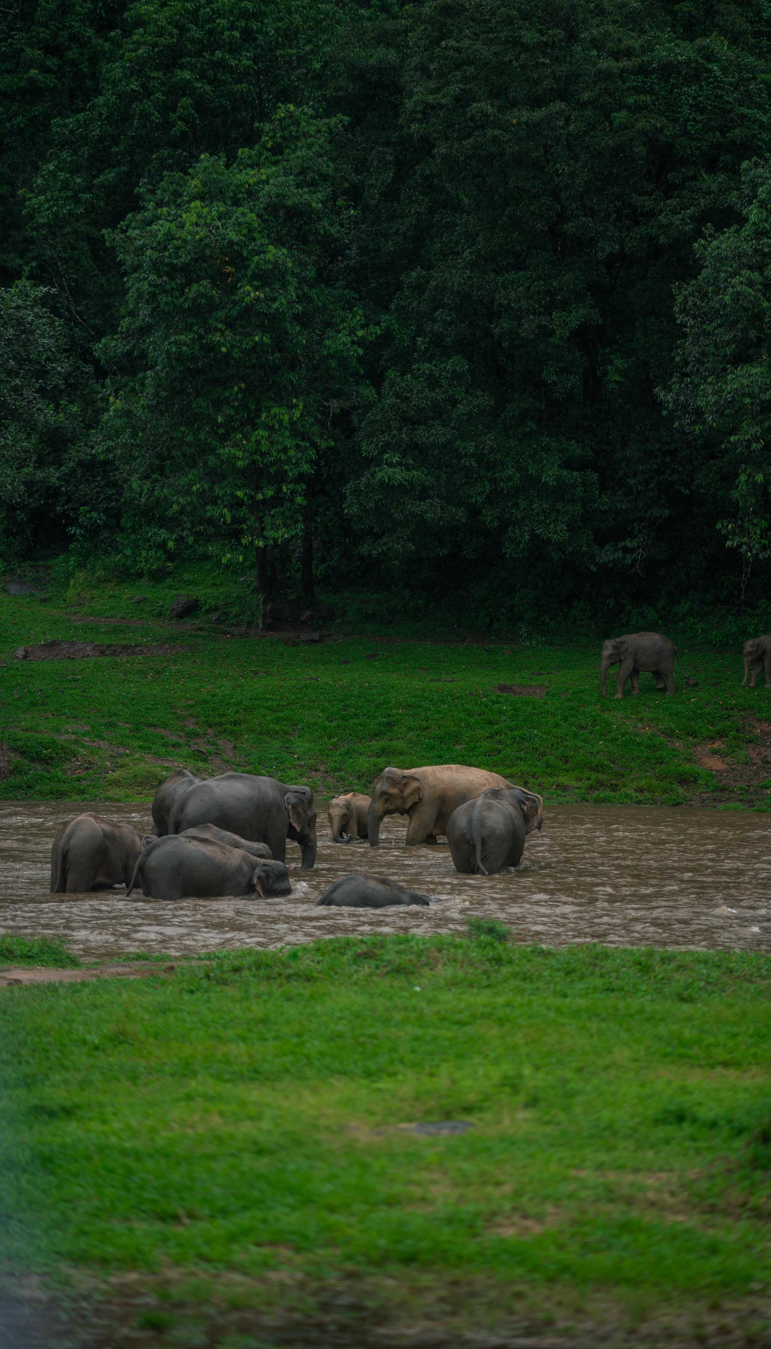 Elephant View Parking