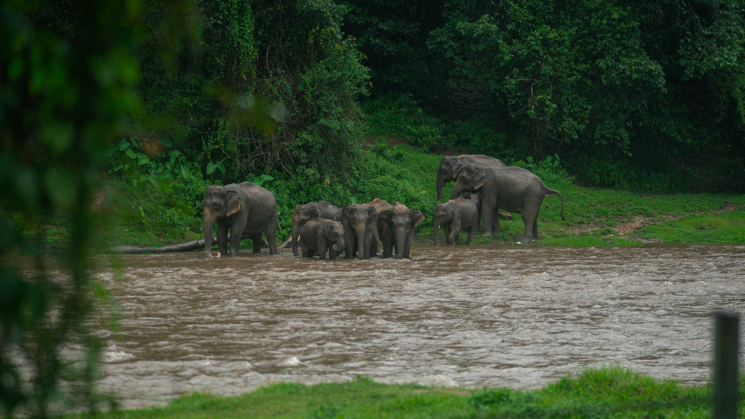 Elephant View Parking